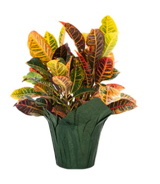 Croton Petra 6"