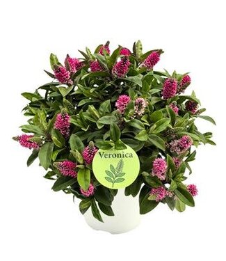 The Plant Shoppe Hebe (Veronica) 6"