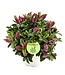 The Plant Shoppe Hebe (Veronica) 6"
