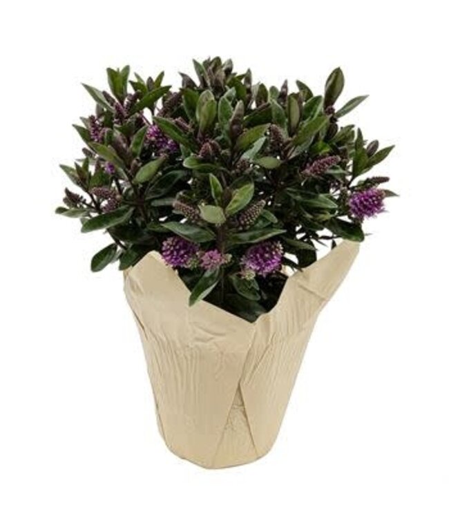 The Plant Shoppe Hebe (Veronica) 6"