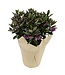 The Plant Shoppe Hebe (Veronica) 6"