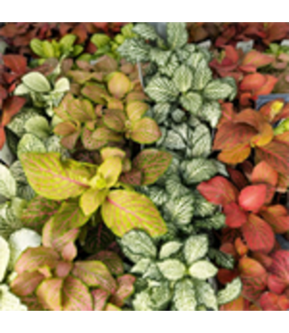 Fittonia 3.5"