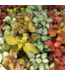 Fittonia 3.5"