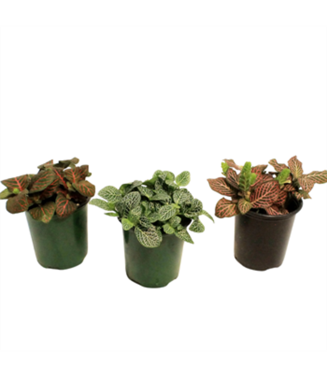 Fittonia 3.5"