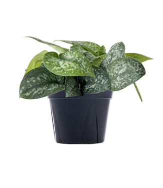 HB Pothos Silver Satin 6" Hanging Basket