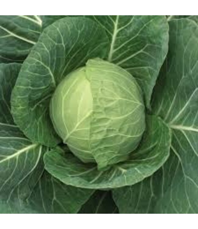 CABBAGE FAST VANTAGE (6-cell pack) single