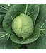 CABBAGE FAST VANTAGE (6-cell pack) single