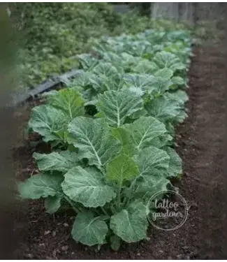 Collards Georgia Heirloom (6 Cell Pack)single