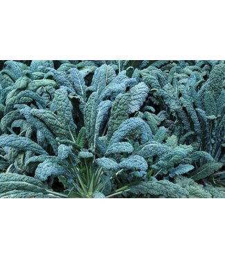 KALE TOSCANO DINOSAUR (6-cell pack) single