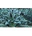 KALE TOSCANO DINOSAUR (6-cell pack) single