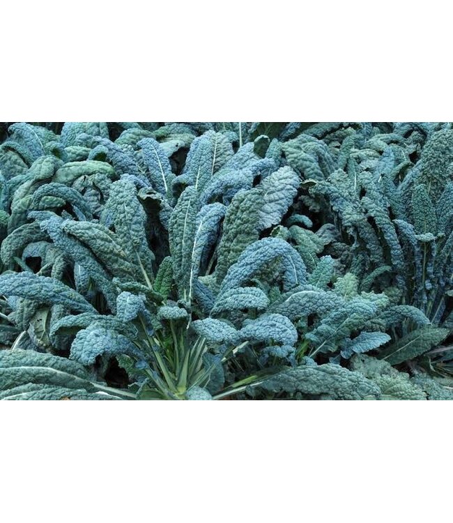 KALE TOSCANO DINOSAUR (6-cell pack) single