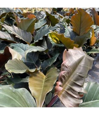 Philodendron Chocolate Empress 14" ( 42-48"H)