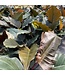 Philodendron Chocolate Empress 14" ( 42-48"H)