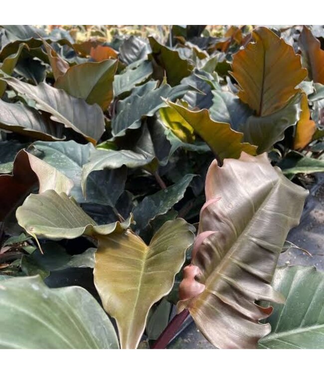 Philodendron Chocolate Empress 14" ( 42-48"H)