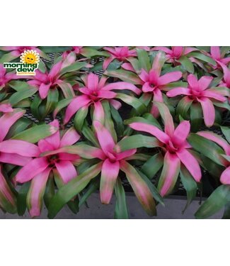 Bromeliad Neoregalia 6"