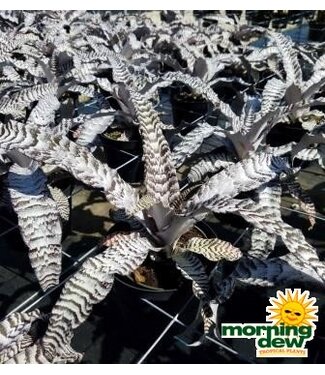 Bromeliad Cryptanthus 5"