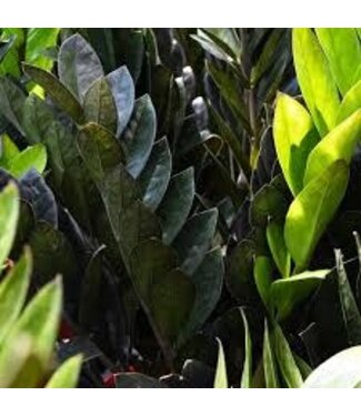 Zamioculcas-Oscura 14" Black ZZ