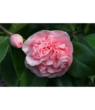 Camellia Japonica Debutante #3