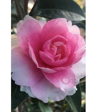 Camellia Sasanqua Dreamweaver #30