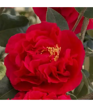 Camellia Japonica Kramer's Supreme #15