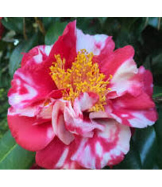 Camellia Japonica Laura Walker #3