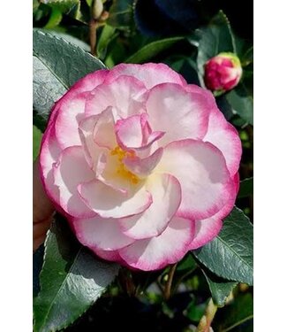 Camellia Sasanqua Moonshadow #7