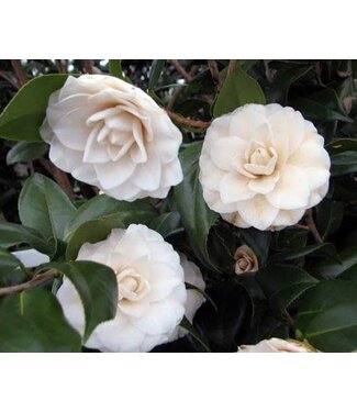 Camellia Japonica Seafoam #15