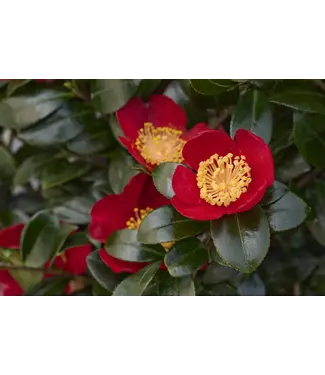 Camellia Sasanqua Yuletide #7