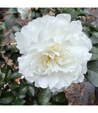 The Plant Shoppe Camellia Sasanqua 'October Magic' Ivory #15
