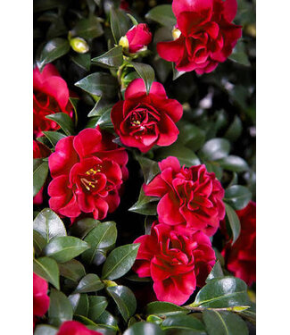 The Plant Shoppe Camellia Sasanqua 'October Magic' Ruby #7