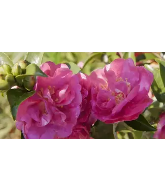 The Plant Shoppe Camellia Sasanqua 'October Magic' Rose #15