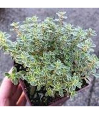 Thyme, Silver 3.5"
