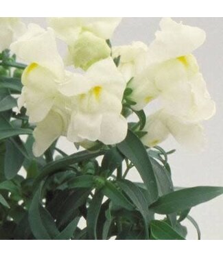 Snapdragon Candy Showers, White (trailing) 4.25"