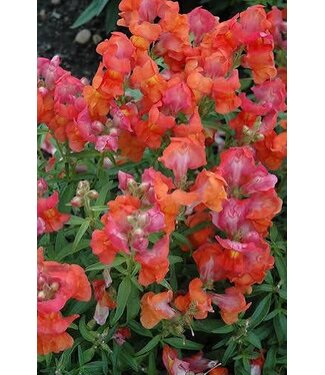 Snapdragon, Speedy Sonnet Bronze 3.5"