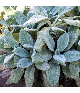 Stachys, Silver Carpet 4 1/4"