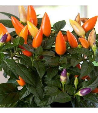 Ornamental Pepper Acapulco XP Orange  4 1/4"