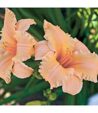 Dwarf Daylily Apricot Sparkles (rebloomer) 6"