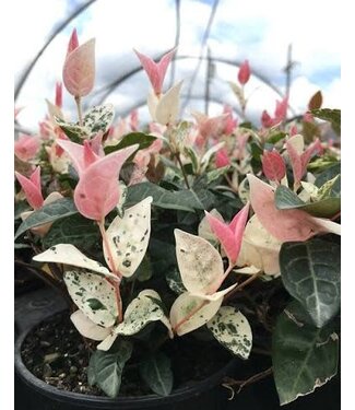 Asiatic Jasmine, Snow and Summer 4 1/4"