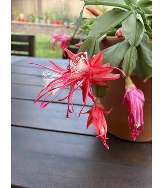 Christmas Cactus, Chiba Spot 4.25"