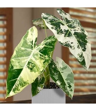 Alocasia Frydek Variegated 4.25"