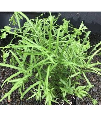 Dwarf Ribbon Fern Ping Wu