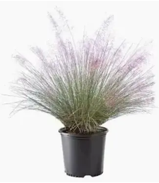 Pink Muhly 1G