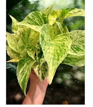 Pothos Variegated 4"