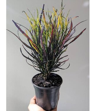 Croton Picasso 6"