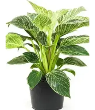 Pothos - Birkin 6"
