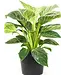 Pothos - Birkin 6"