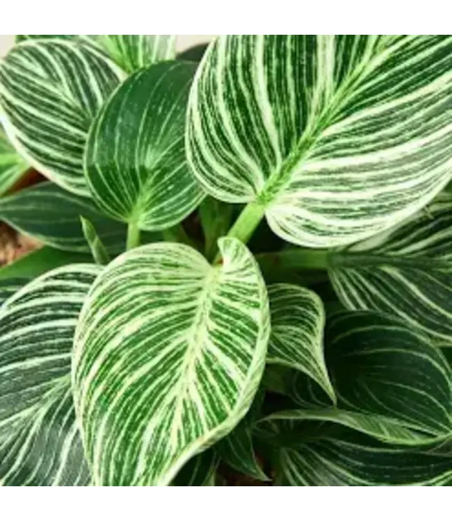 Pothos - Birkin 6"