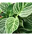Pothos - Birkin 6"