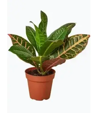 Croton Petra 4"