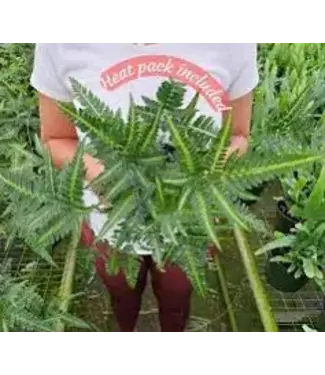 East Indian Holly Fern 6"